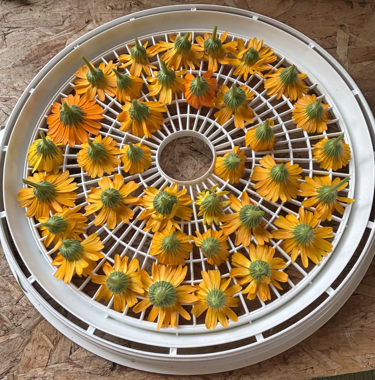 crowston blooms calendula 1500