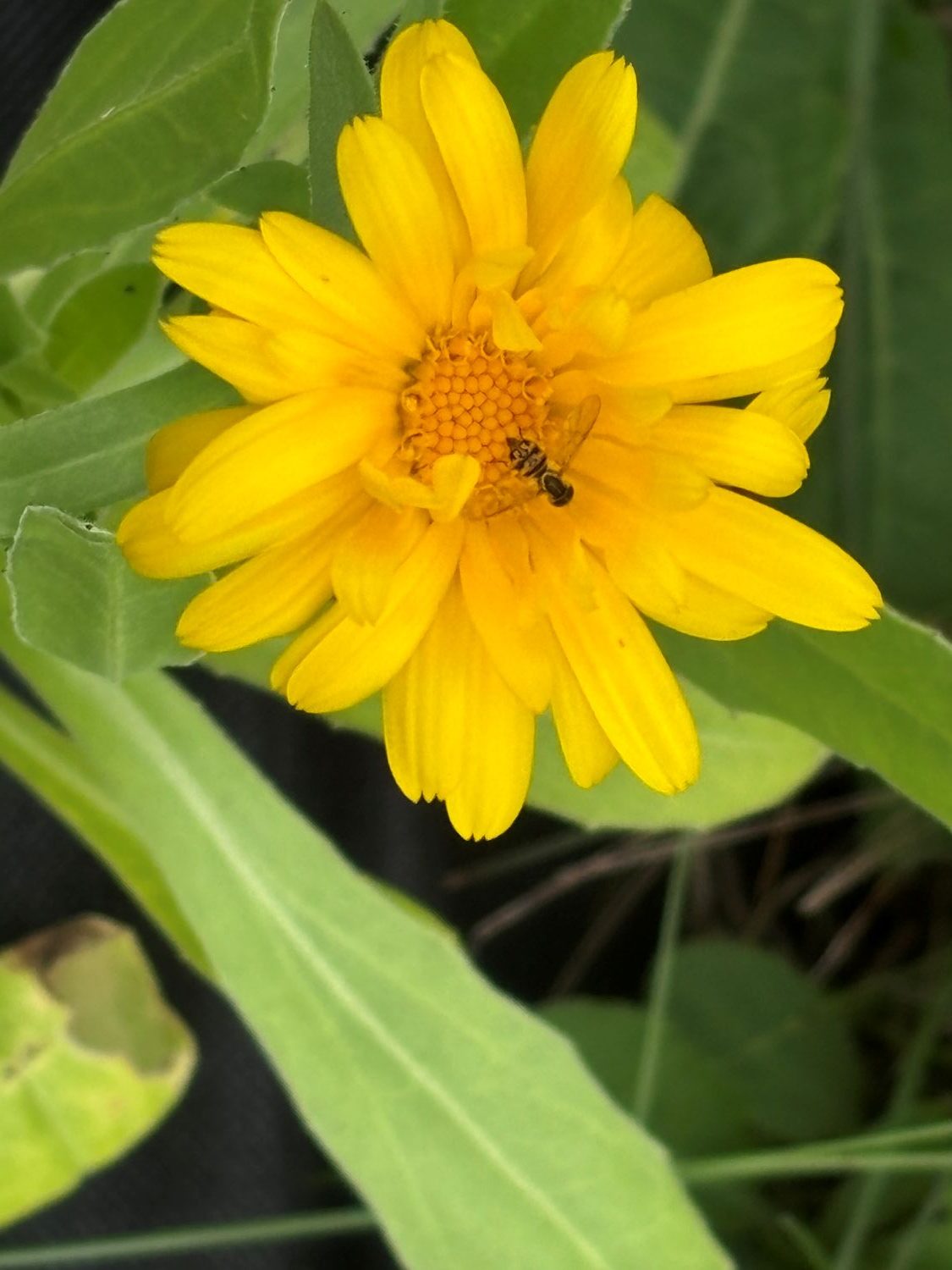 crowston blooms calendula with polinator 1500