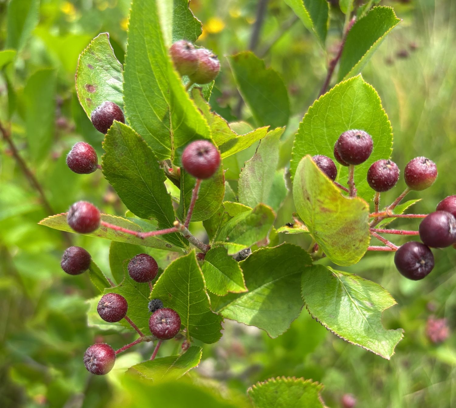 crowston blooms chokecherries 1500