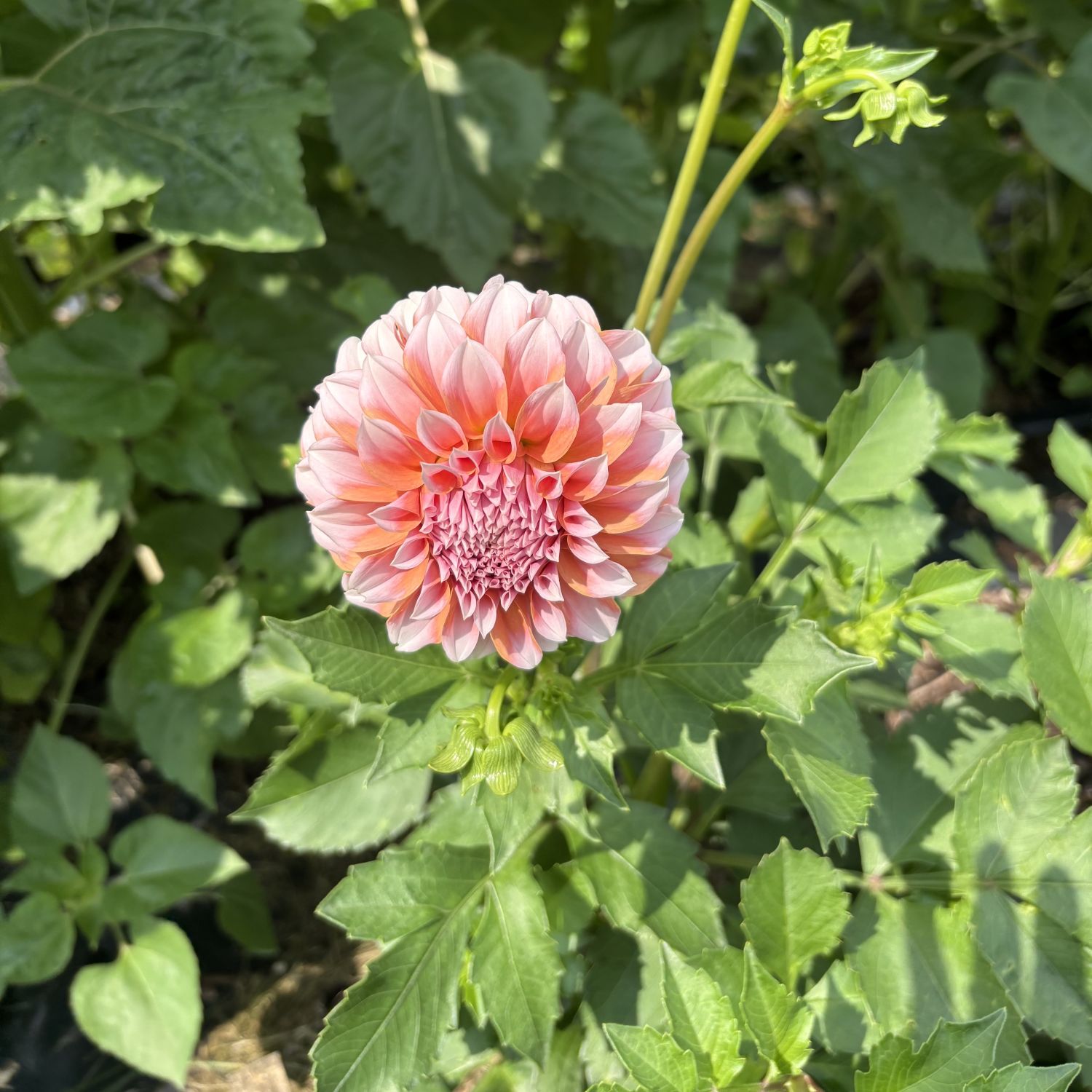 crowston blooms dahlias 1500