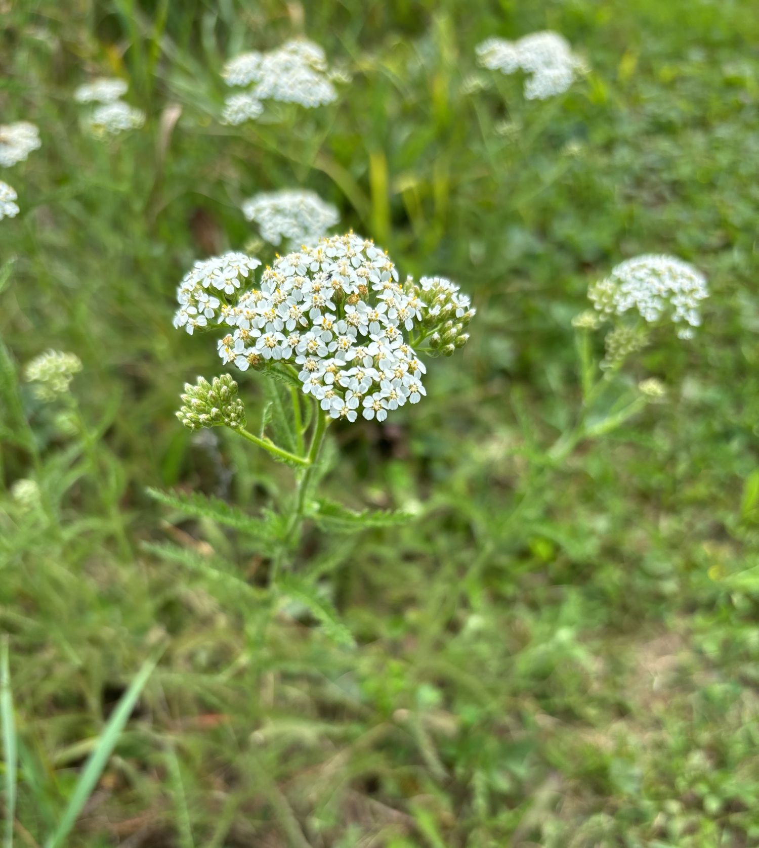 crowston blooms yarrow 1500