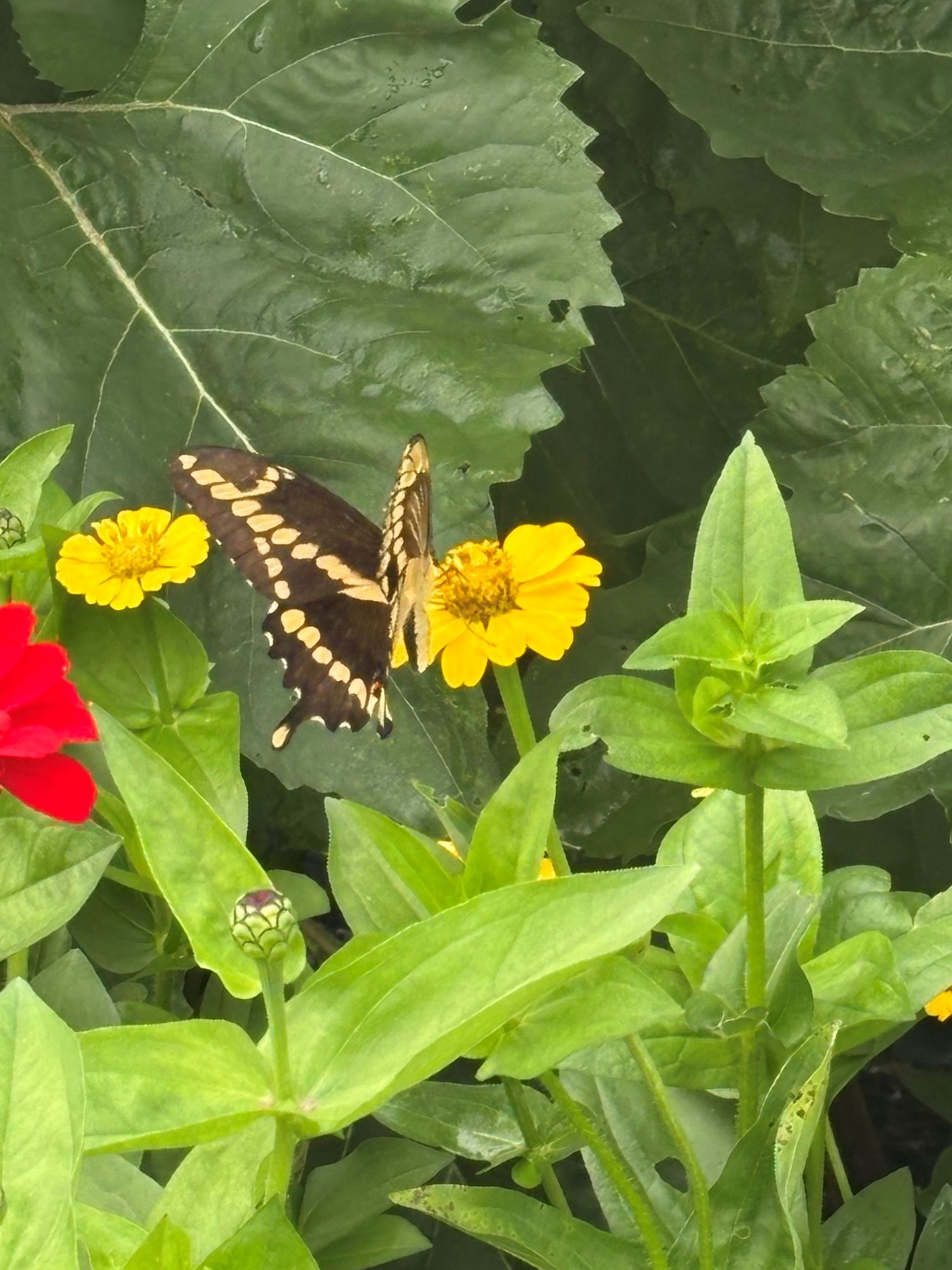 butterfly on zinnia