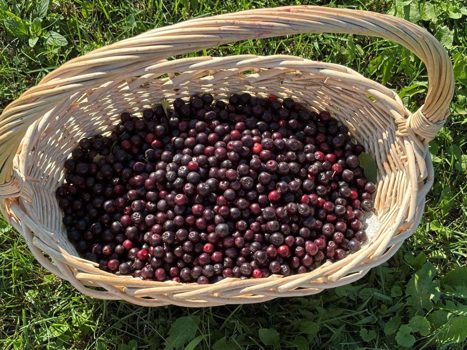chokecherries