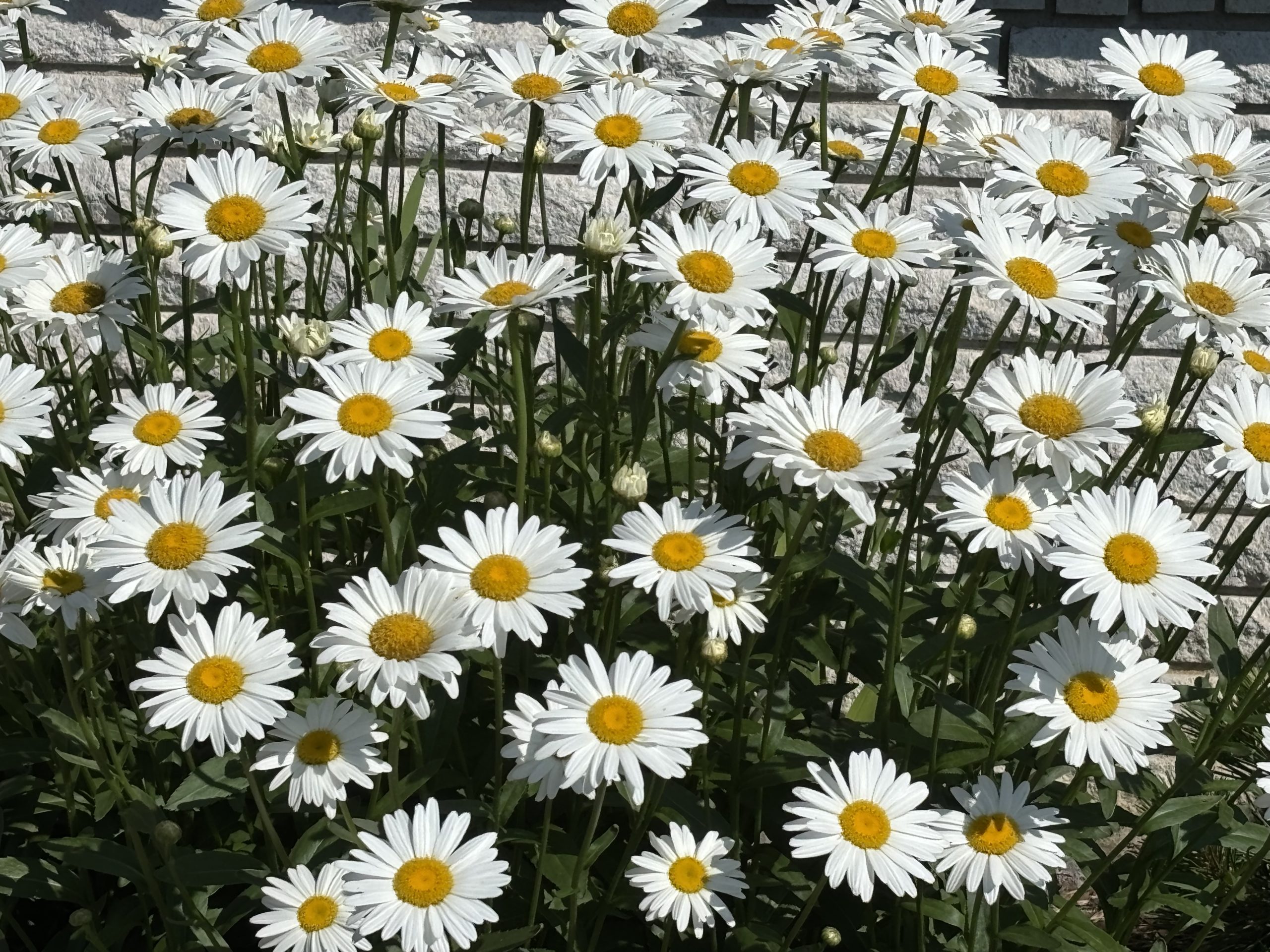 crowston blooms shasta daisies