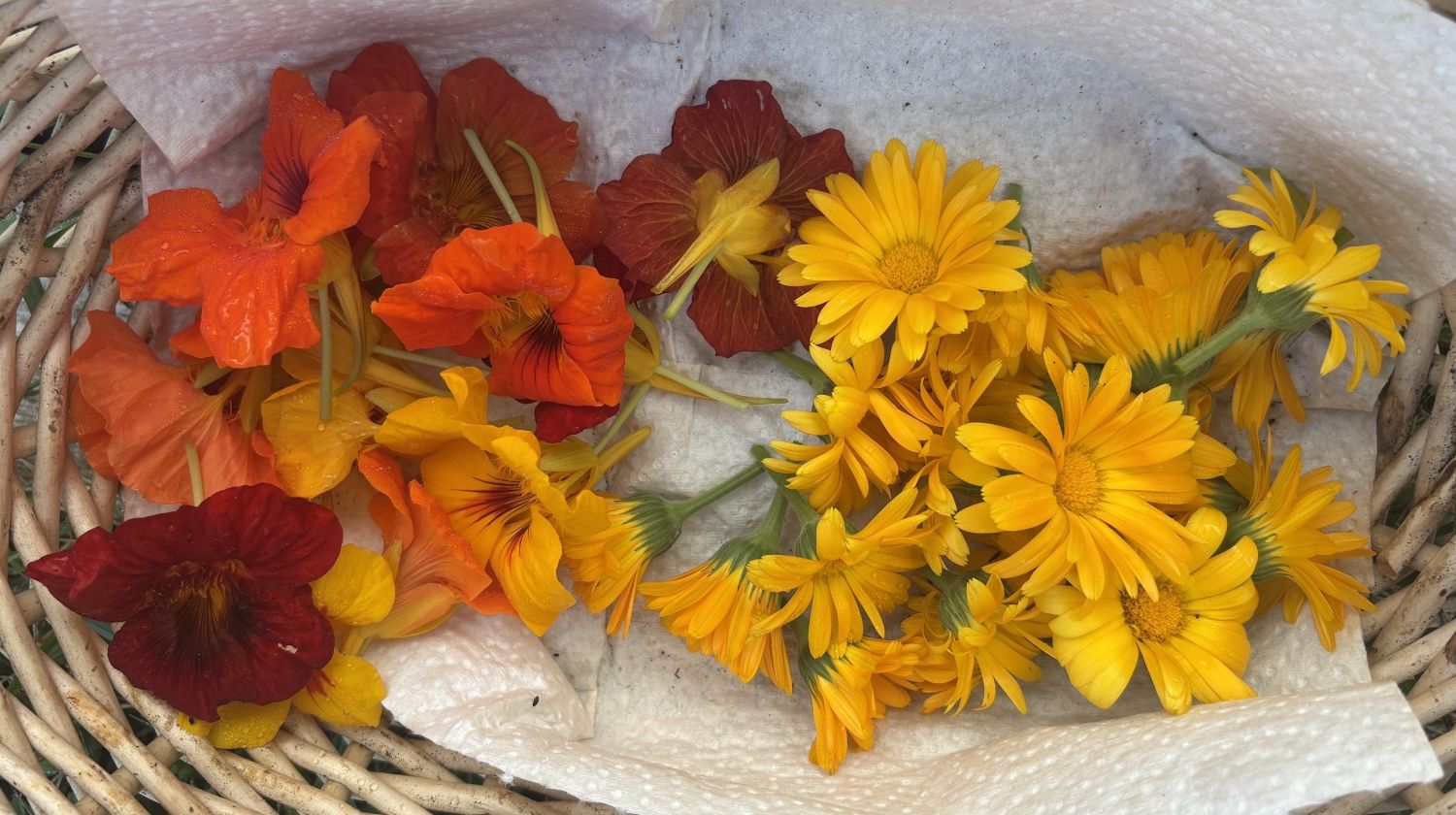 crowston blooms herbal tea flowers 1500