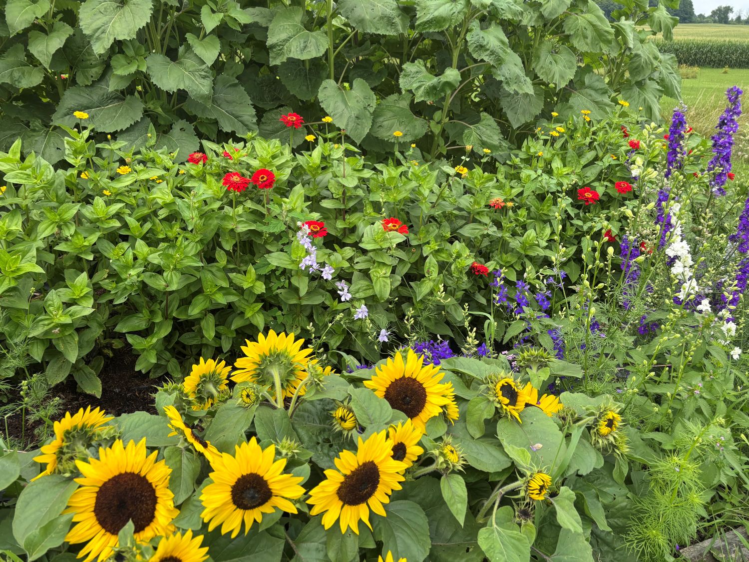 sunflowers zinnias larkspur